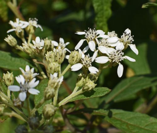 tall boneset flower wildflower