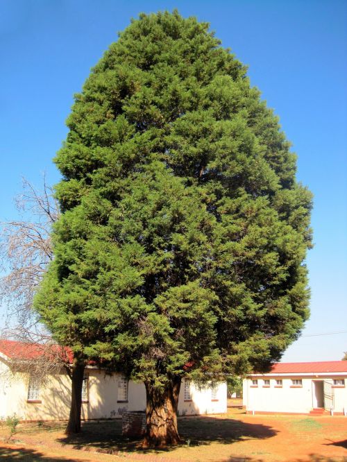 Tall Conifer