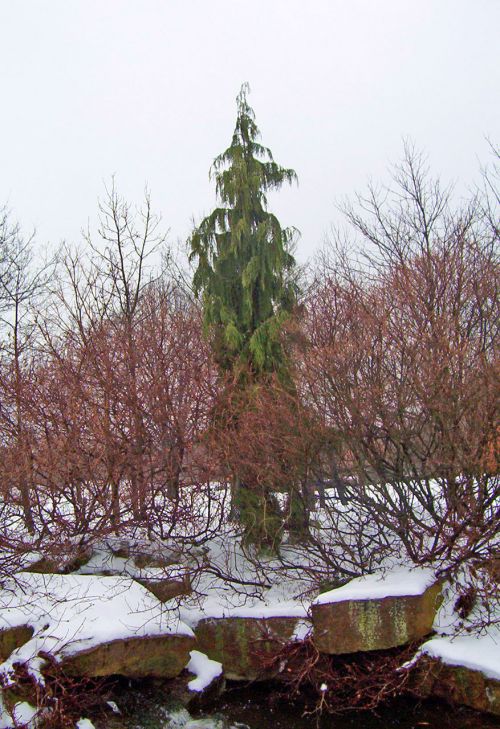 Tall Evergreen Tree In Snow