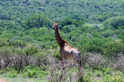 Tall Giraffe In Bush Landscape