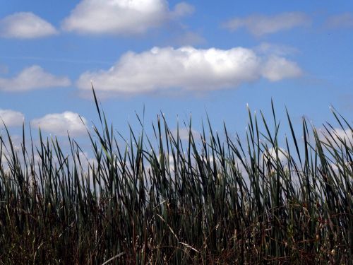 Tall Grass And Blue Sky