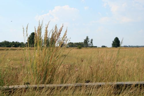 Tall Grass At Road&#039;s Side