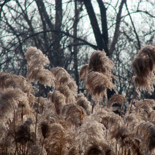 Tall Grass At The Nature Reserve