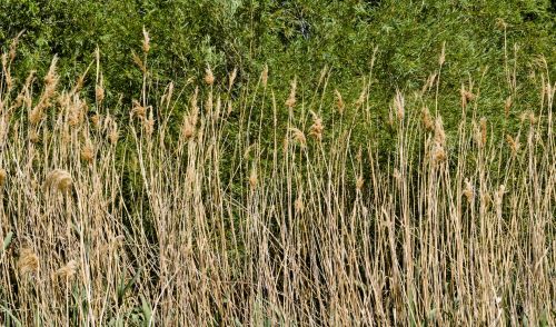 Tall Grass Background