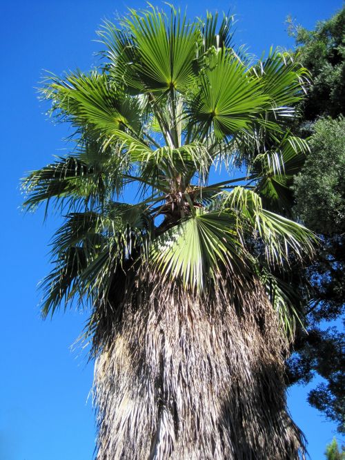 Tall Palm Against Blue Sky