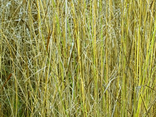 Tall Straw And Grass Background