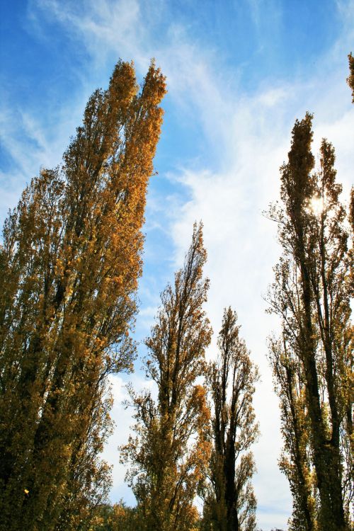 Tall Thin Poplars