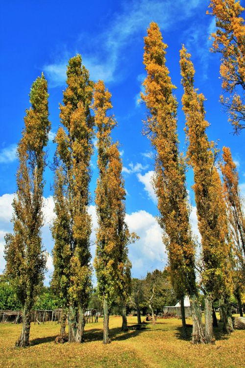 Tall Thin Yellow Poplars
