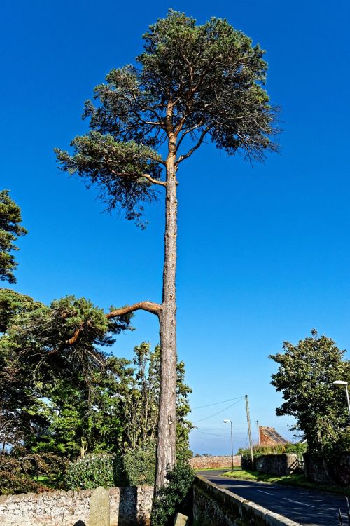 tall tree high tree