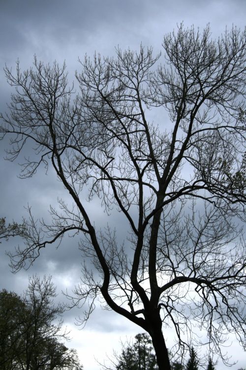 Tall Tree Against Grey Sky