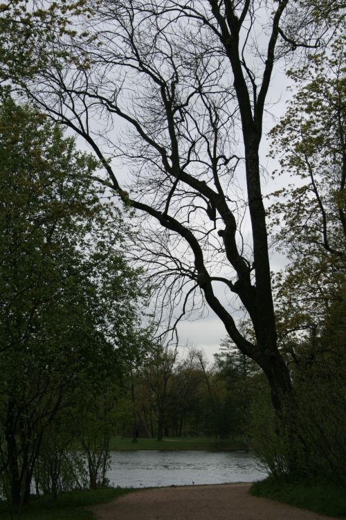 Tall Tree At Water