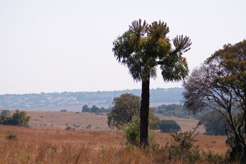 Tall Tree In Grassland