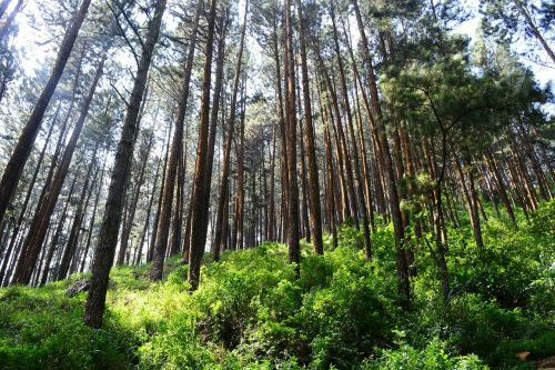 tall trees pine trees tress