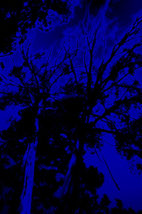 Tall Trees Against Blue Background