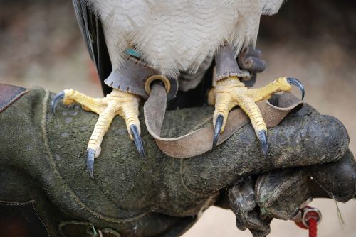 talons bird claws