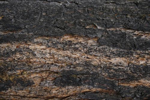 Tamarack Tree Bark