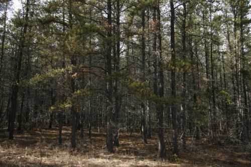 Tamarack Trees Forest