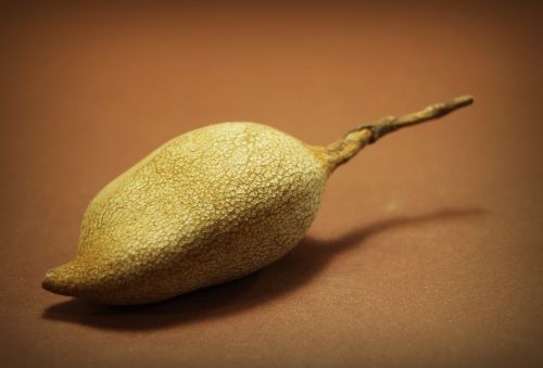 tamarind isolated ripe