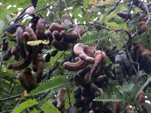 Tamarind Fruit Tree