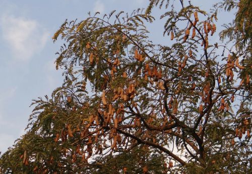 tamarind tree tamarindus indica tree