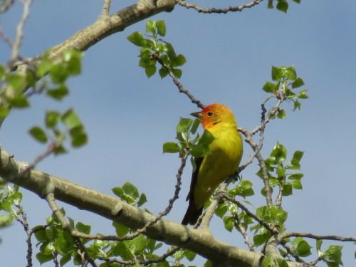tanager spring bird