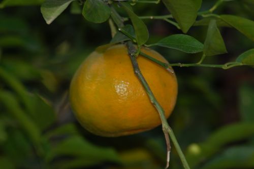 tangerine flora nature