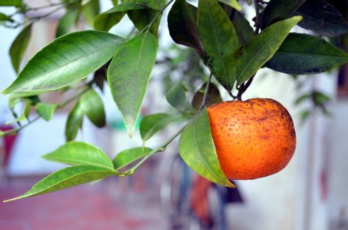 tangerine fruit garden