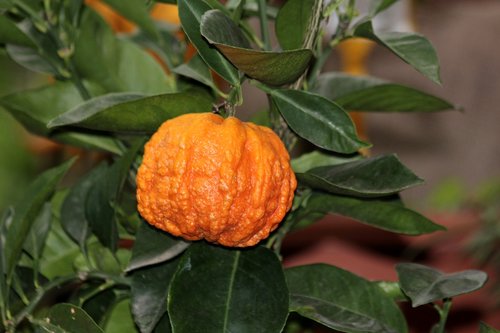 tangerine  sheet  food