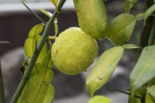 tangerine  tangerine tree  fruit