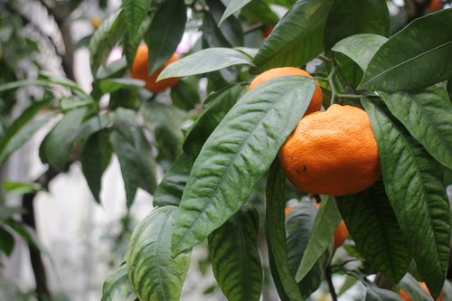 tangerine  orange  mandarins
