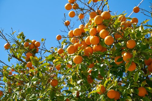 tangerine  fruit  delicious