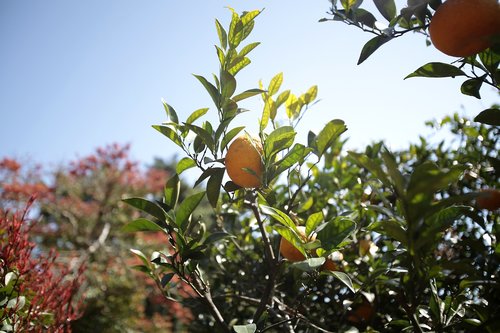 tangerine  citrus  delicious