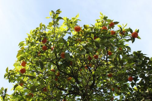 tangerines tree fruits