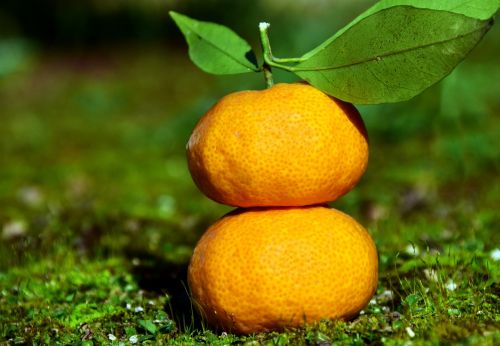 tangerines citrus fruits fruit