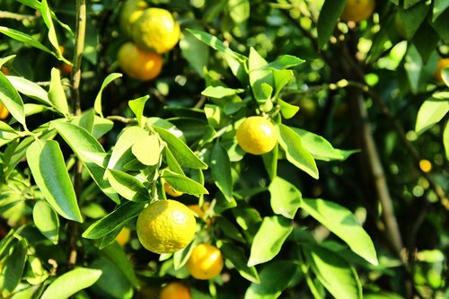 tangerines  tree  fruit