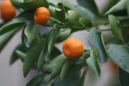 tangerines  bush  botanical garden