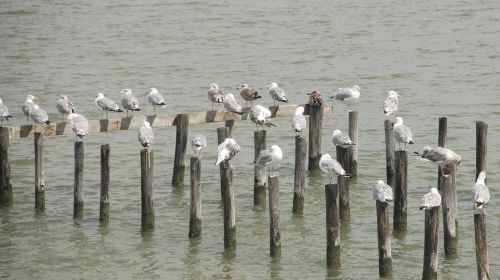 tangier island birds bay