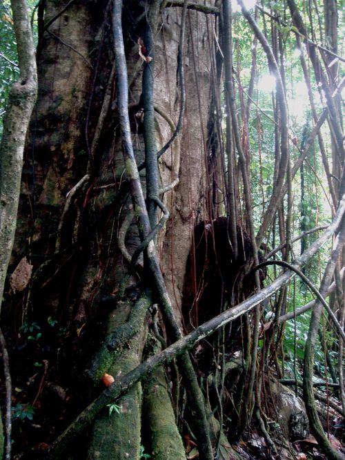 tangled tree jungle