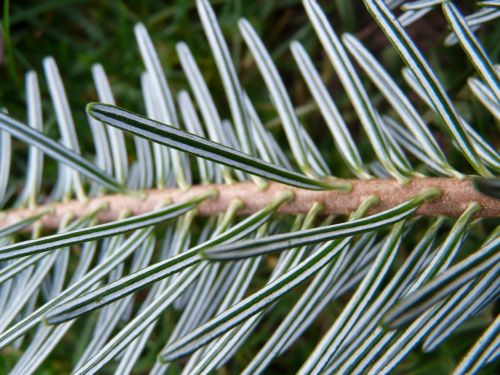 tannenzweig pine needles fir