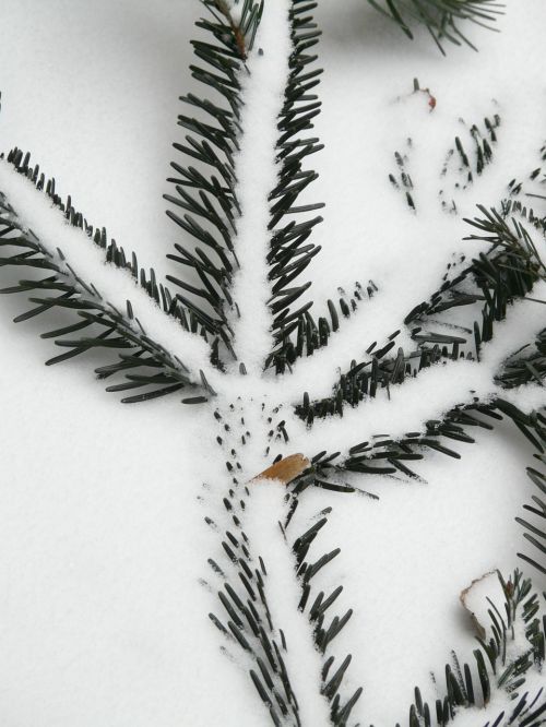 tannenzweig pine needles needles