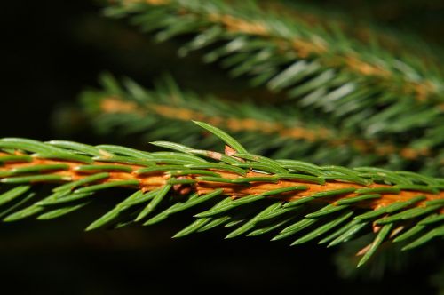 tannenzweig fir green