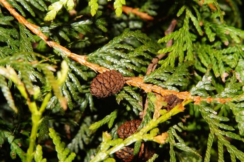 tannenzweig pine cones green