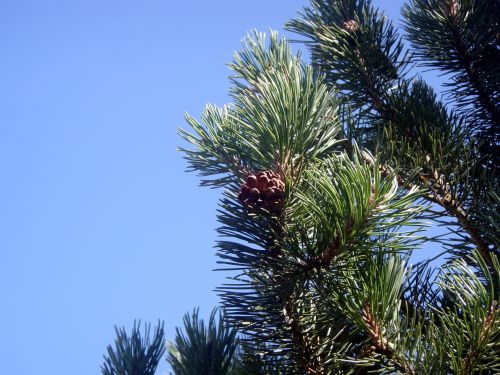 tannenzweig pine branch christmas tree