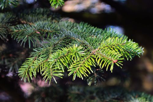 tannenzweig fir pine needles