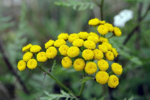 tansy yellow flowers herb