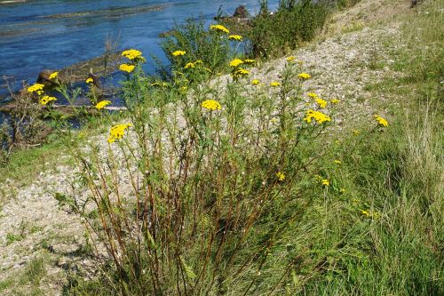 tansy medicinal plant healthy