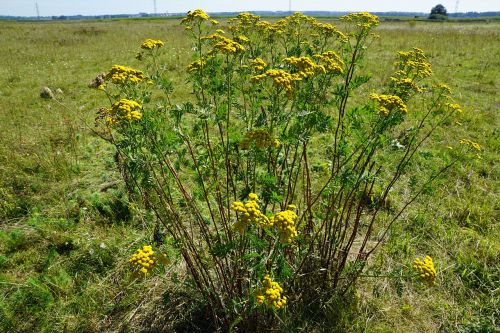 tansy medicinal plant healthy