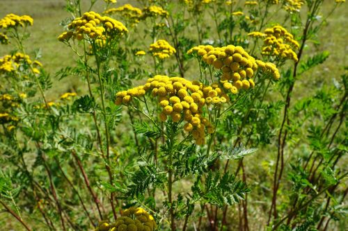 tansy flower yellow