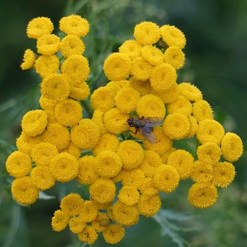 tansy tanacetum vulgare yellow blooms