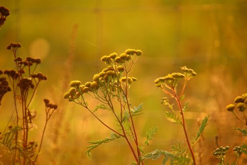 tansy plant flower